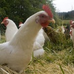 http://upload.wikimedia.org/wikipedia/commons/e/eb/Free_range_chicken_flock.jpg